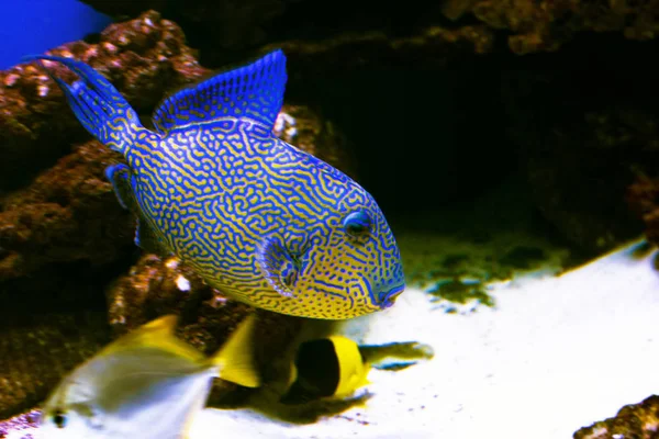 Hermoso mundo submarino con peces tropicales —  Fotos de Stock