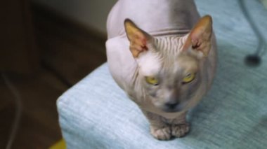 Kalın komik ve korkunç Sfenks kedisi