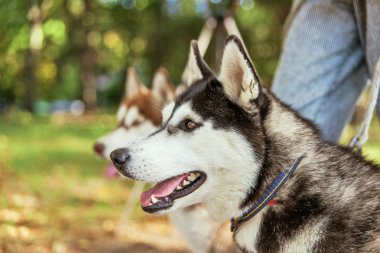 Bir gülümseme ile portre Husky köpek