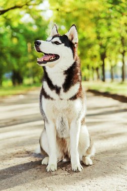 Bir gülümseme ile portre Husky köpek