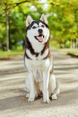 Bir gülümseme ile portre Husky köpek