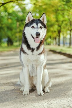 Bir gülümseme ile portre Husky köpek