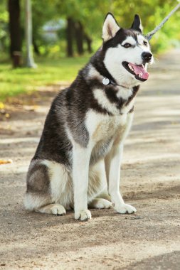 Bir gülümseme ile portre Husky köpek