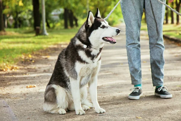 Bir gülümseme ile portre Husky köpek