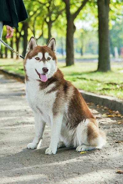 Retrato Cão Husky com um sorriso — Fotografia de Stock