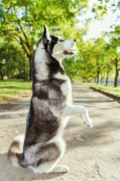 O cão husky cinza que está em duas pernas — Fotografia de Stock