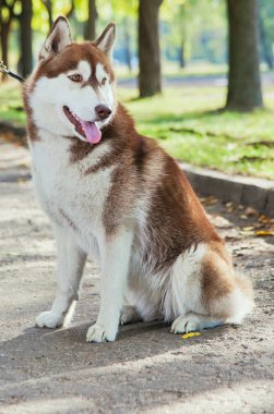 Bir gülümseme ile portre Husky köpek