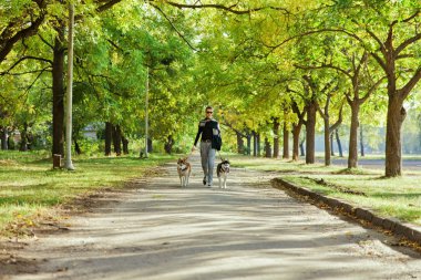 İki köpek Husky parkta yürüyüş ile genç kız