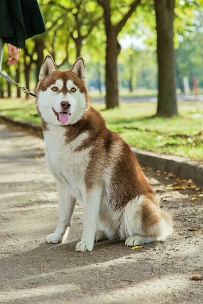 Bir gülümseme ile portre Husky köpek — Stok fotoğraf