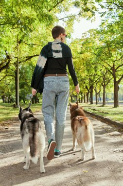 İki köpek Husky parkta yürüyüş ile genç kız