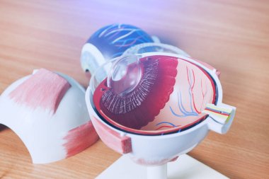 Oftalmoloji oculus örnek portre