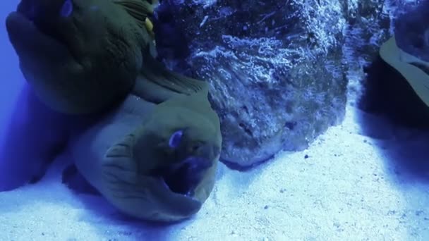 Moray anguila en la respiración de la cueva — Vídeos de Stock