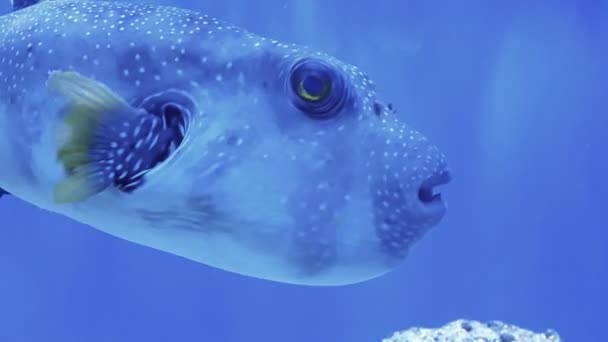 Sökülen kirpi balığı balık, altın kirpi balığı. Tank akvaryum — Stok video