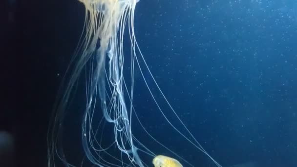 Japoński pokrzywy morze jellyfish Chrysaora pacifica — Wideo stockowe