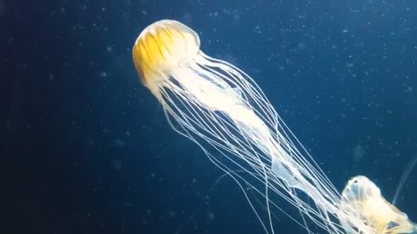 Japanese sea nettle jellyfish chrysaora pacifica — Stock Video