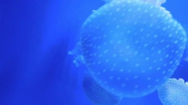 Güzel denizanası mavi su içerisinde yüzen