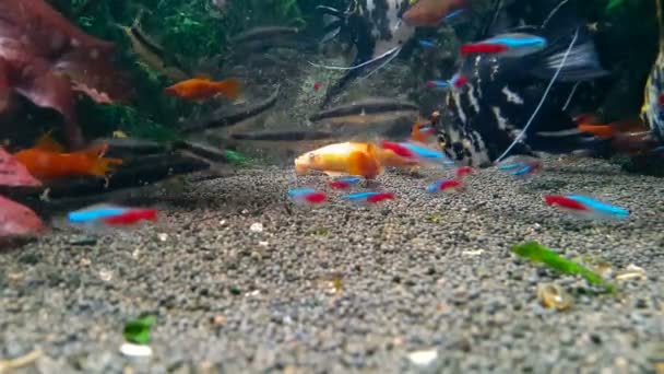 Золотые рыбки в пресноводном аквариуме — стоковое видео