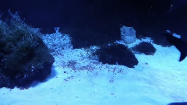 Muitos tubarões-recifes cinzentos nadam sobre o recife de coral — Vídeo de Stock