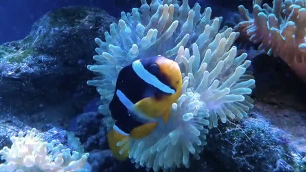 Amphiprion Ocellaris Pez payaso en acuario marino — Vídeos de Stock