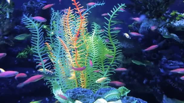 Many fish on a green background — Stock Video