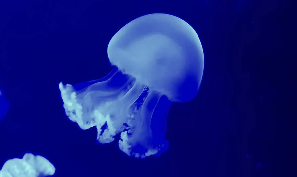 Барвисті медузи в акваріумі — стокове фото
