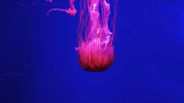 Colorful jellyfish in aquarium — Stock Photo, Image