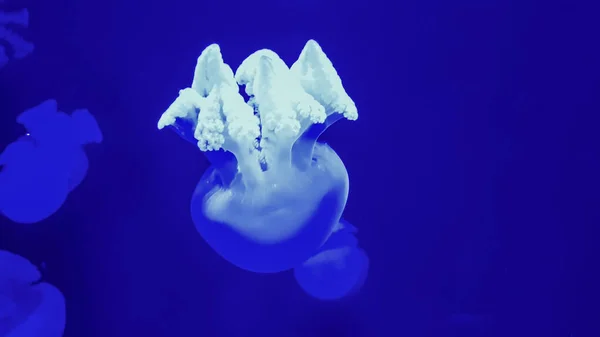 Colorful jellyfish in aquarium — Stock Photo, Image