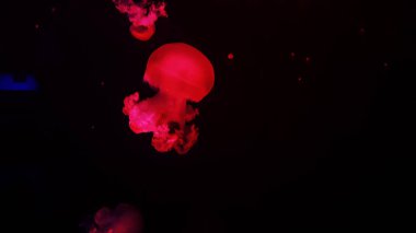 Akvaryumdaki renkli denizanası