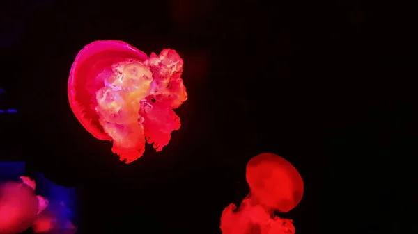 Цветные медузы в аквариуме — стоковое фото