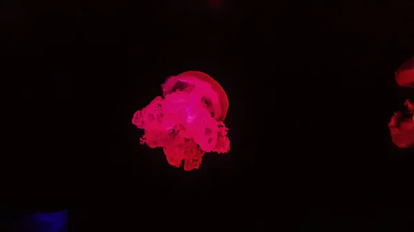 Colorful jellyfish in aquarium — Stock Photo, Image