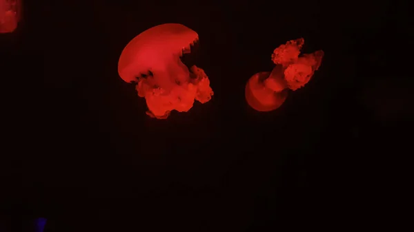 Colorful jellyfish in aquarium — Stock Photo, Image