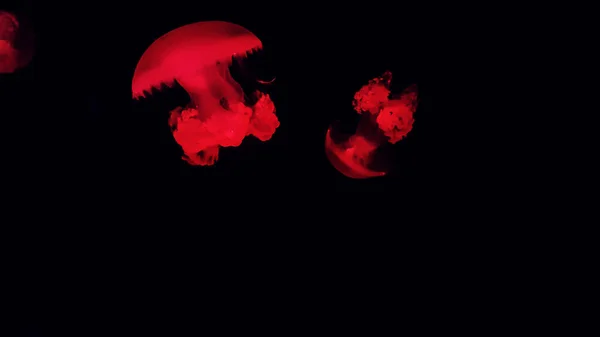 Colorful jellyfish in aquarium — Stock Photo, Image