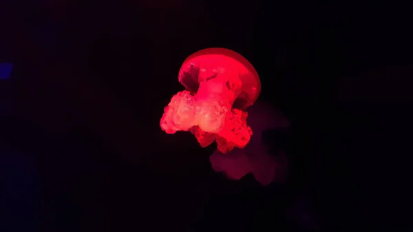 Colorful jellyfish in aquarium — Stock Photo, Image