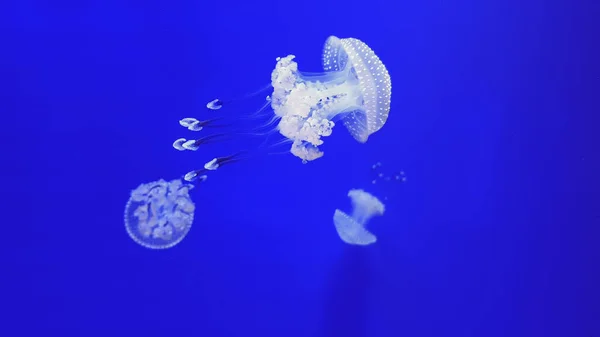 Medusas coloridas no aquário — Fotografia de Stock