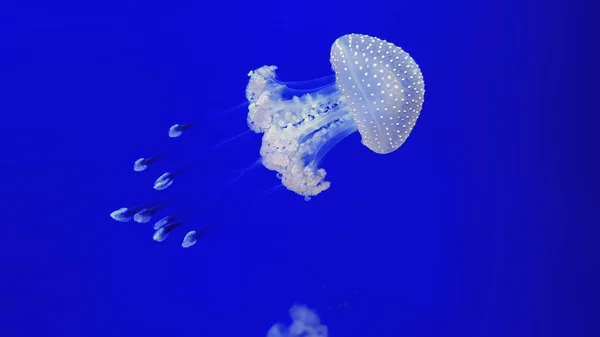Barevné medúzy v akváriu — Stock fotografie
