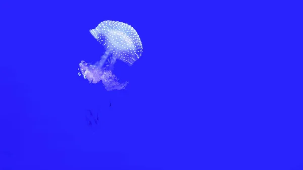 Цветные медузы в аквариуме — стоковое фото