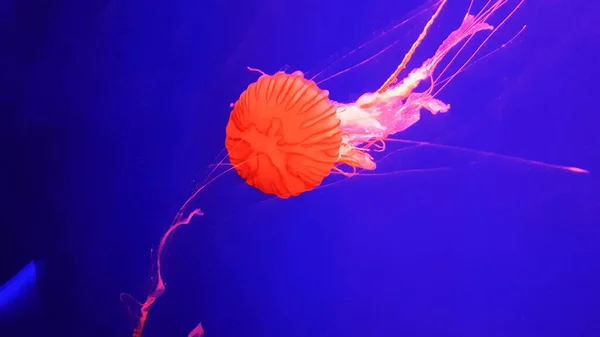 水族馆里色彩艳丽的水母 — 图库照片