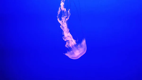 Colorful jellyfish in aquarium — Stock Photo, Image