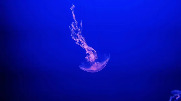 Medusas coloridas en acuario — Foto de Stock