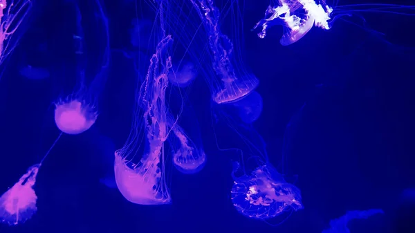 Colorful jellyfish in aquarium — Stock Photo, Image