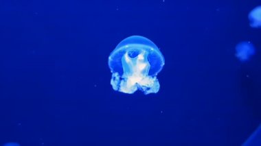 Akvaryumdaki renkli denizanası