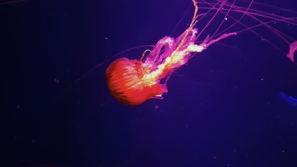 Цветные медузы в аквариуме — стоковое видео
