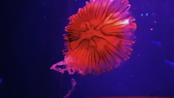 Барвисті медузи в акваріумі — стокове відео