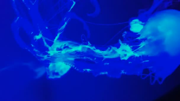 Kolorowe meduzy w akwarium — Wideo stockowe
