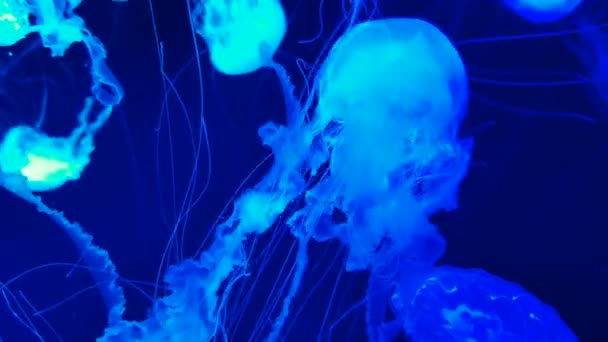 Medusas coloridas en acuario — Vídeo de stock