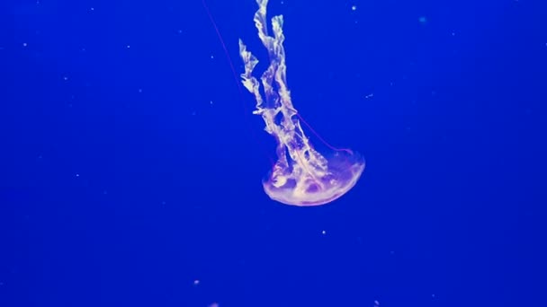 Цветные медузы в аквариуме — стоковое видео
