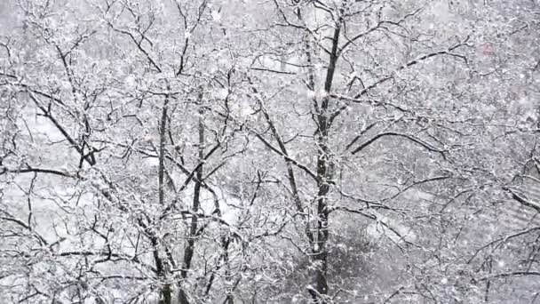 Schneefall auf einem Hintergrund von Bäumen im Schnee. Zeitlupe — Stockvideo