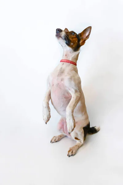 狗Parson Russell Terrier用后腿站立。工作室拍摄 免版税图库照片