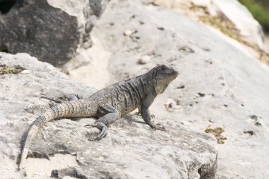 Iguanas Tulum, Meksika için