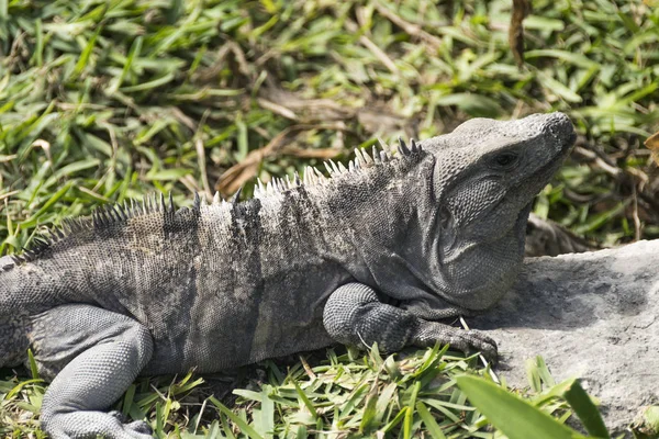 Leguanen Tulum Mexico — Stockfoto